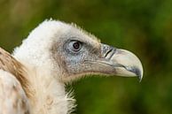 Vulture, close up von Rob Smit Miniaturansicht