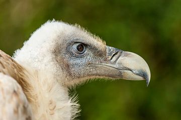 Vulture, close up