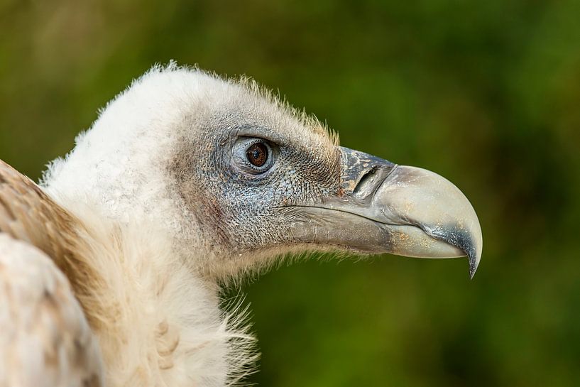 Vulture, close up von Rob Smit