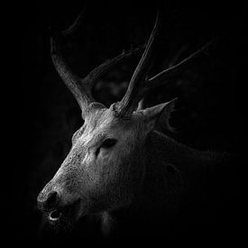 Deer by Jon Geypen