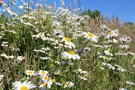 Daisy - Blumenfeld in Friesland von Fotografie Sybrandy
