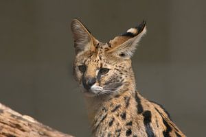 Serval (katachtige) van shoott photography