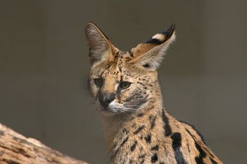 Serval (katzenartig) von shoott photography