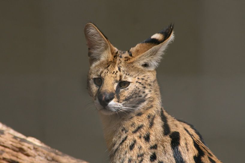 Serval (feline) by shoott photography