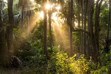 Zonnestralen in de jungle, Gambia van Peter Schickert