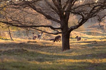 Deer during the golden hour by Louise Poortvliet