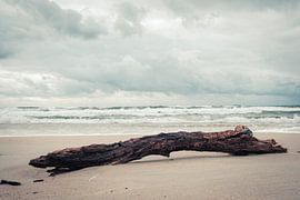 Driftwood – Silence on the Beach by Milene van Arendonk
