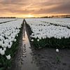 Tulpenvelden bij zonsondergang van Raoul Baart