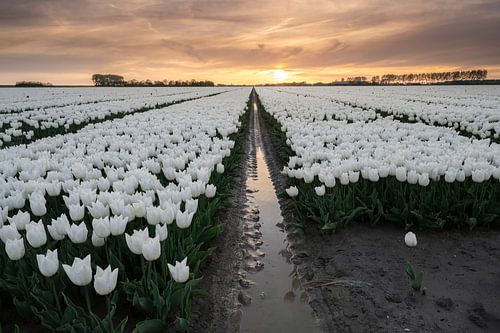 Tulpenvelden bij zonsondergang van Raoul Baart