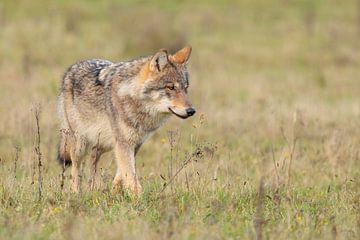 The Wolf in the Netherlands by Menno Schaefer