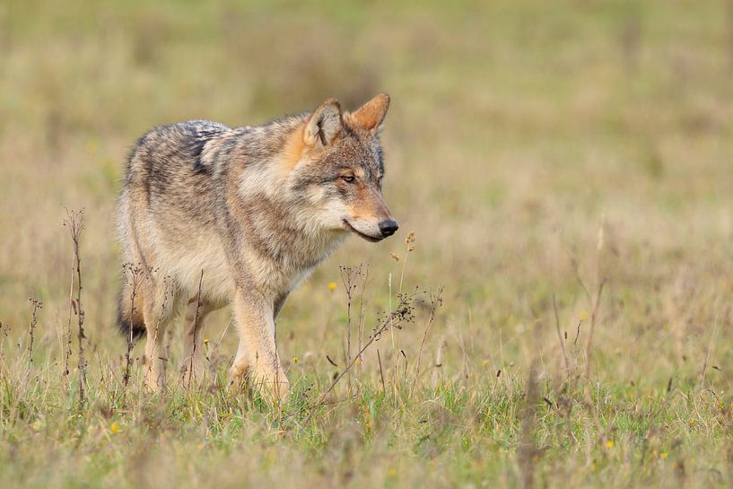Der Wolf in den Niederlanden von Menno Schaefer