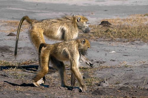 Baviaan Scharrelaars