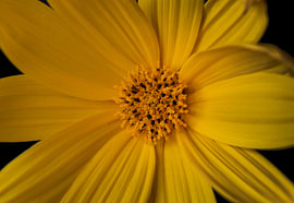 Sunfire Detail van Cindy Coenen Fine Art