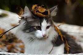 close-up butterfly by Frencis van Run