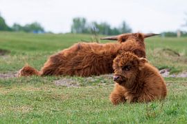 Schotse hooglanders als grote grazers in Nederland van Merijn Loch