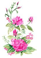 Pinke Aquarell Rosen