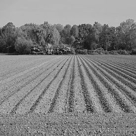 Geplougtes Feld am Waldrand . von Jose Lok