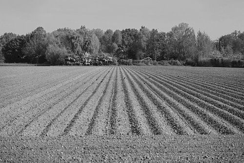 Ploughed field at the edge of the forest.
