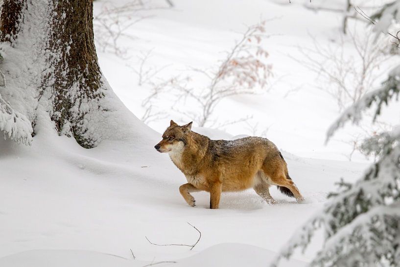 Wolf (Canis lupus) im Winter von Dirk Rüter