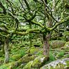 Forêt de contes de fées "Wistman's Wood". sur Dick Doorduin