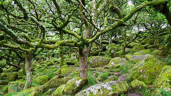 Fairy tale forest "Wistman's Wood".