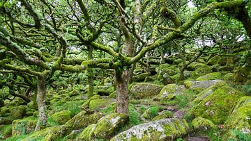 Forêt de contes de fées "Wistman's Wood". sur Dick Doorduin