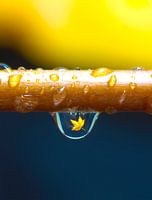 Drop a Leaf (vertical)