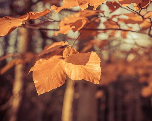 Herfstblaadjes in November