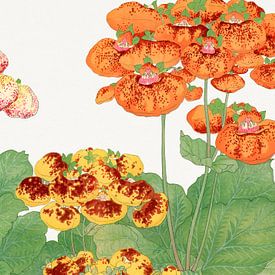 Calceolaria Flower - Tanigami Kônan by Apolo Prints