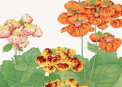 Calceolaria-Blume – Tanigami Kônan