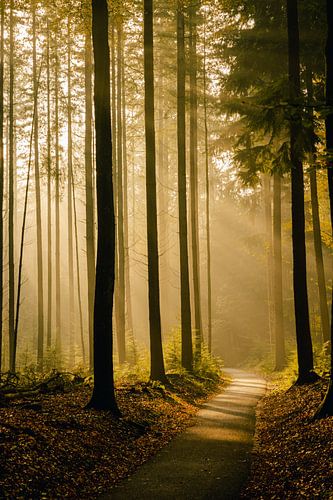 Un matin brumeux dans la forêt