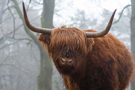 Scottish Highlander by Marcel Jagt