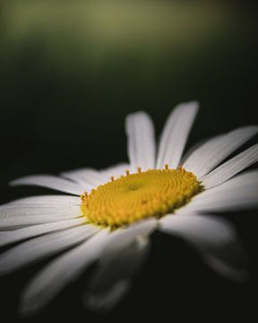 Daisy up close dark & moody van Sandra Hazes