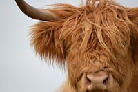 Schotse hooglander kop detail