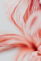 Happy flower - pink and white macro | photo print