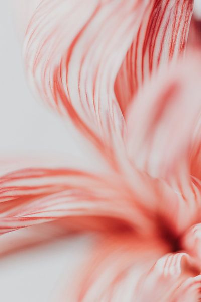 Happy flower - pink and white macro | photo print by Elise van Gils