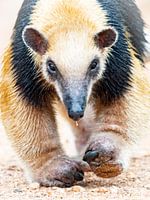 Ameisenbär