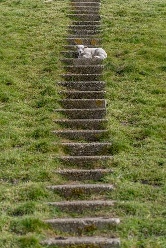 Lammetje zonder hoogtevrees - Texel