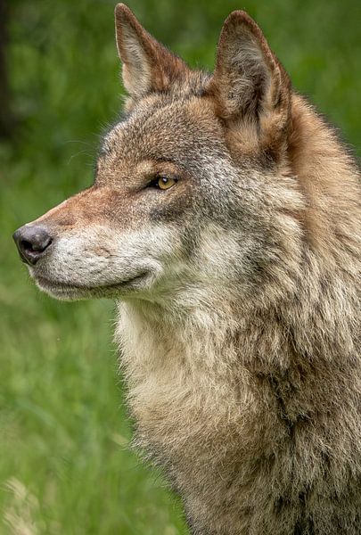Eindrucksvolles Porträt eines europäischen Wolfs im Wald von Wildlife Designs
