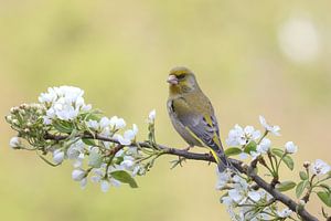 Verdier sur une fleur de pommier