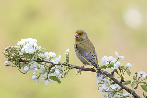 Groenling op appelbloesem