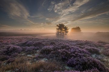 Heide landschap van peterheinspictures