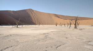 Tod vlei