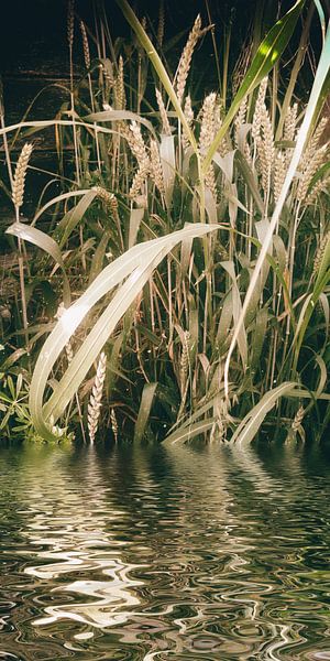 WeizenGrasSaft von Christine Nöhmeier