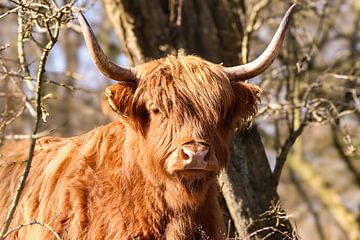 Schotse Hooglander van Lens_en_Dier/Vizier Fotografie