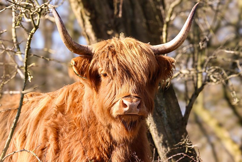 Highlander écossais par Lens_en_Dier/Vizier Fotografie
