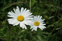 Daisies in full bloom