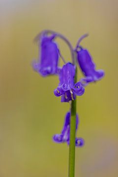 close up of a beautiful flowering wood hyacinth in the Hallerbos by Kim Willems
