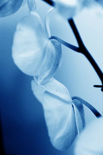 orchidee - delfts blauw 1