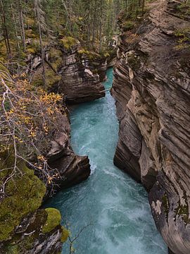 Athabasca Falls van Timon Schneider